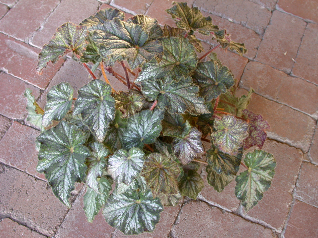 B. ‘Sheila Porter’